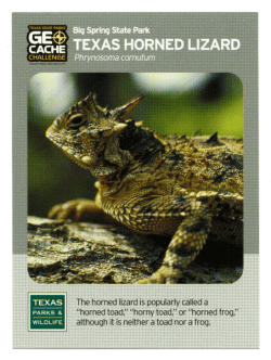 The horned lizard is popularly called a
