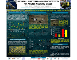 rainfall pattern and productivity of arctic nesting geese