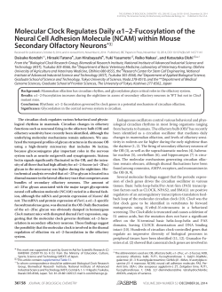 Molecular Clock Regulates Daily 1&ndash;2