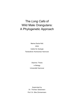 The Long Calls of Wild Male Orangutans: A Phylogenetic Approach