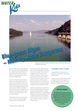 Blue-green algae &ndash; making water dangerous
