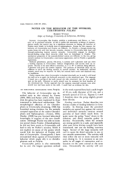 NOTES ON THE BEHAVIOR OF THE HYDROID, CORYMORPHA
