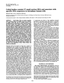specific DNA sequences in interphase human cells