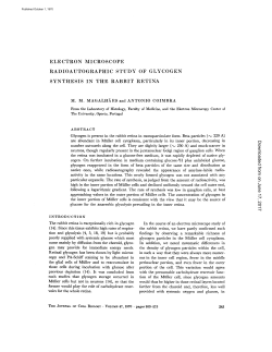 electron microscope radioautographic study of glycogen synthesis in
