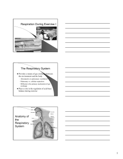 Respiration During Exercise I The Respiratory System