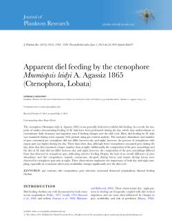 Apparent diel feeding by the ctenophore