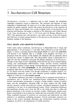 3 Saccharomyces Cell Structure