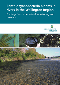 Benthic cyanobacteria blooms in rivers in the Wellington Region