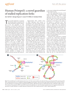 Human Primpol1: a novel guardian of stalled replication forks
