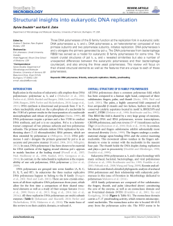 Structural insights into eukaryotic DNA replication