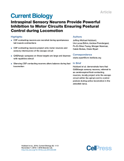 Intraspinal Sensory Neurons Provide Powerful Inhibition to Motor