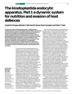 The kinetoplastida endocytic apparatus. Part I: a dynamic system for
