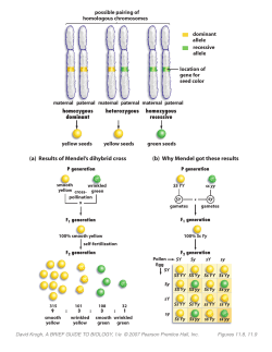 (a) Results of Mendel`s dihybrid cross (b) Why Mendel got these