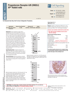 Progesterone Receptor A/B (D8Q2J) XP&reg; Rabbit mAb