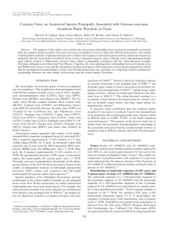 Catarina Virus, an Arenaviral Species Principally Associated with