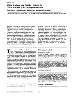 Chitin Synthesis in Saccharomyces cerevisiae