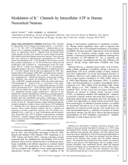Modulation of K/ Channels by Intracellular ATP in Human