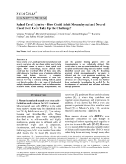 Spinal cord injuries how could adult mesenchymal and - ORBi
