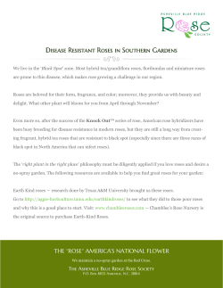 Disease Resistant Roses in Southern Gardens