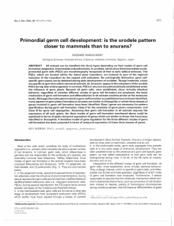 Primordial germ cell development: is the urodele pattern closer to