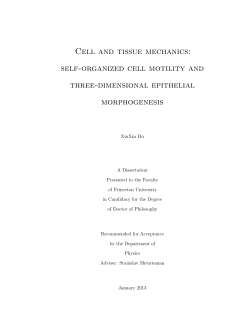 Cell and tissue mechanics: self-organized cell