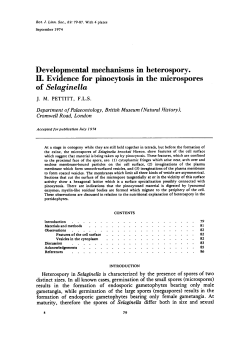 Developmental mechanisms in heterospory. II. Evidence for