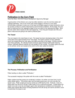 Pollination in the Corn Field