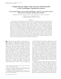 A Single, Recent Origin of the Accessory B Chromosome of the