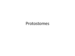 Protostomes