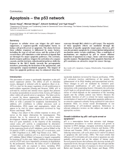 Apoptosis &ndash; the p53 network
