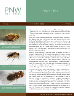 Drain Flies - iSchool Pest Manager