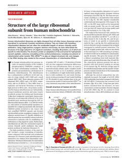 Structure of the large ribosomal subunit from human mitochondria