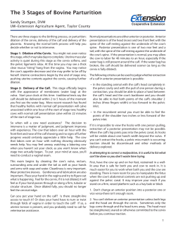 The 3 Stages of Bovine Parturition - For Your Information