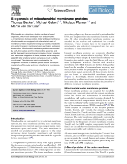 Biogenesis of mitochondrial membrane proteins