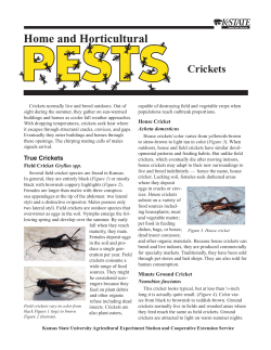 MF749 Crickets: Home and Horticultural Pests