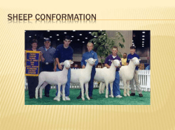 Sheep Conformation