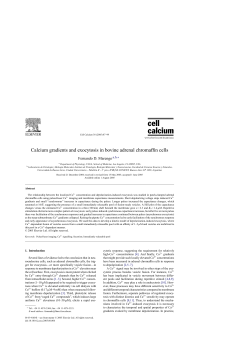Calcium gradients and exocytosis in bovine adrenal chromaffin cells