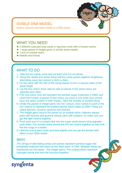 edible dna model what you need what to do why