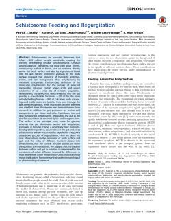 Schistosome Feeding and Regurgitation