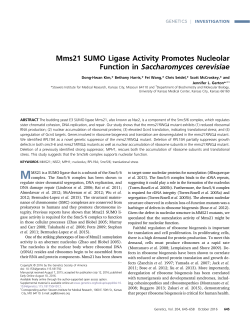 Mms21 SUMO Ligase Activity Promotes Nucleolar Function in