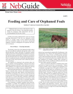 Feeding and Care of Orphaned Foals
