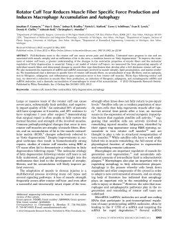 Rotator cuff tear reduces muscle fiber specific force production and