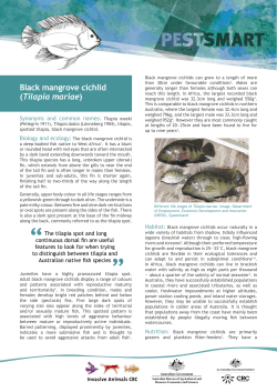 PestSmart Factsheet: Black mangrove cichlid (Tilapia mariae)