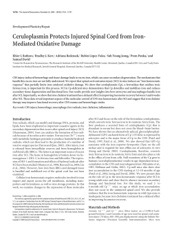 Ceruloplasmin Protects Injured Spinal Cord from Iron