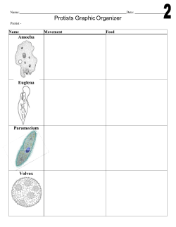Protists Graphic Organizer