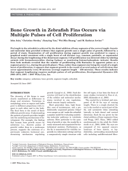Bone growth in zebrafish fins occurs via multiple pulses of cell