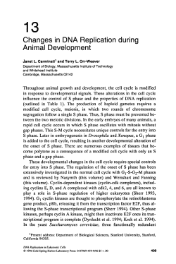 Changes in DNA Replication during Animal Development