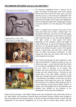 The Ambling Influence - United Saddlebred Association-UK