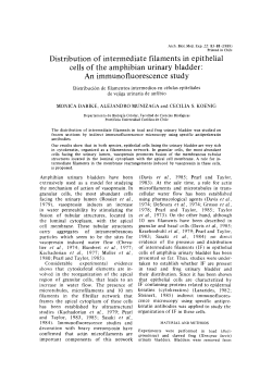 Distribution of intermediate filaments in epithelial cells of the