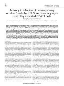 Active lytic infection of human primary tonsillar B cells by KSHV